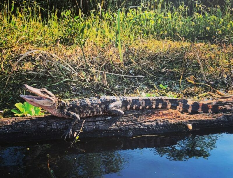 New Orleans: BYOB Tiki Boat Bayou Party and Wildlife Tour - The Details of the Tiki Boat Bayou Party Experience