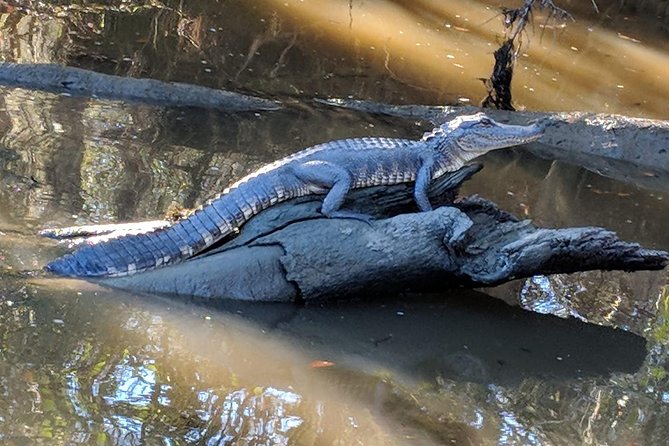 New Orleans City and Swamp Full-Day Tour - Guest Reviews and Ratings