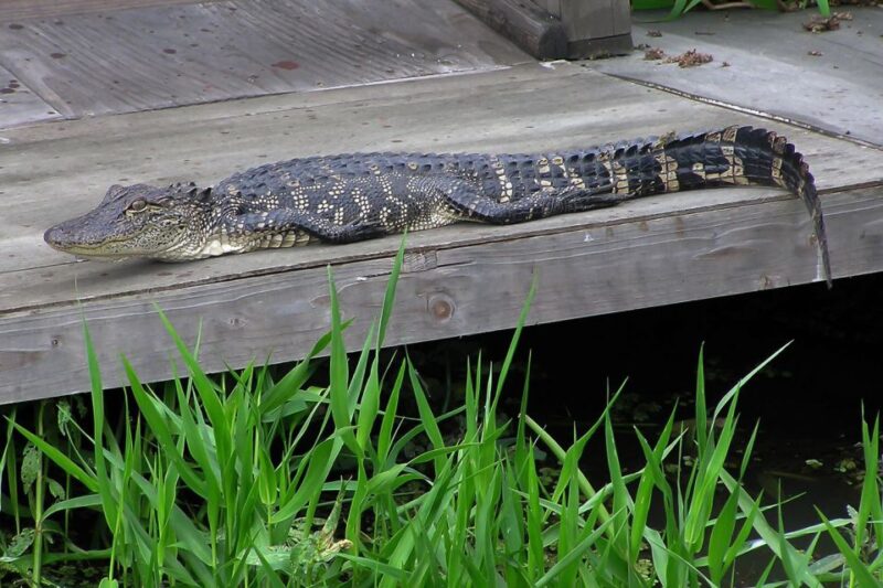 New Orleans: Destrehan Plantation & Airboat Combo Tour - Itinerary Details