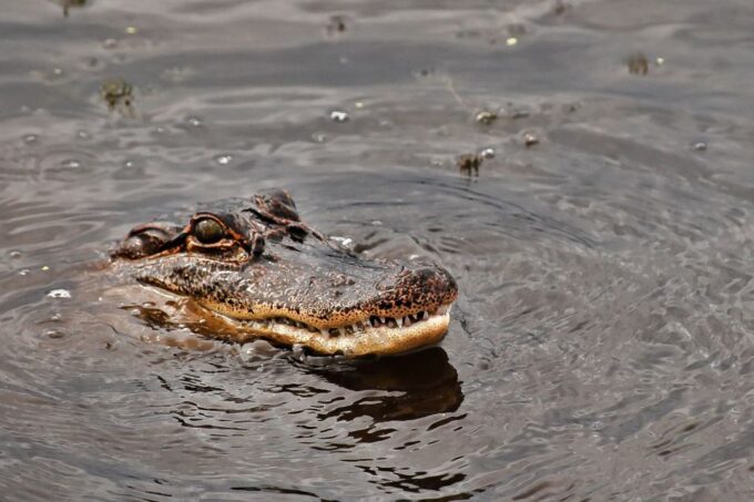 New Orleans: Destrehan Plantation & Airboat Combo Tour - Tour Inclusions