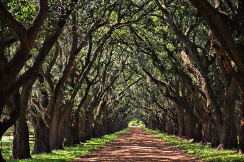 New Orleans: Destrehan Plantation, Houmas House & Lunch - Lunch Menu