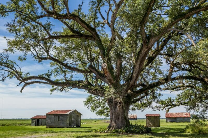 New Orleans: Felicity Plantation Guided Tour - Architecture and Setting
