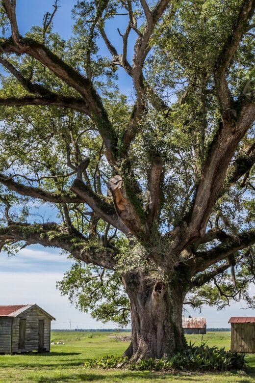 New Orleans: Felicity Plantation Guided Tour - Stories of Enslaved and Free Laborers