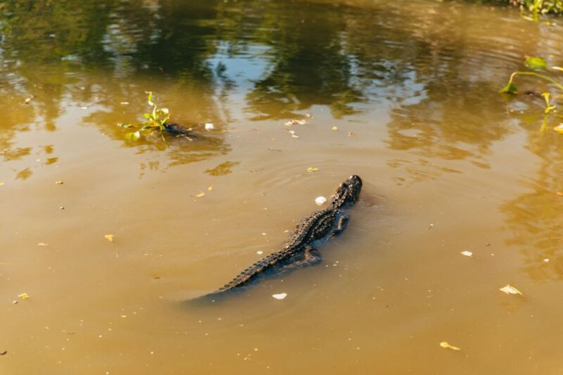 New Orleans: Guided Swamp Cruise by Tour Boat - Boat Cruise Experience