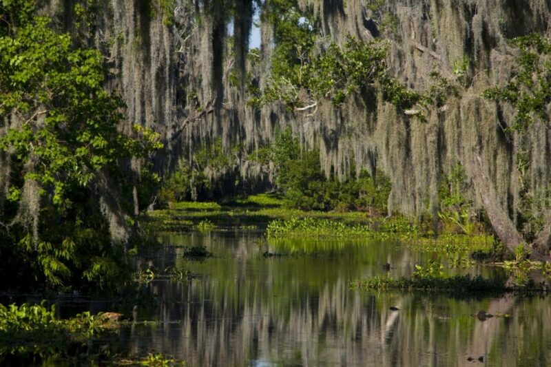 New Orleans: High Speed 16 Passenger Airboat Ride - Pricing