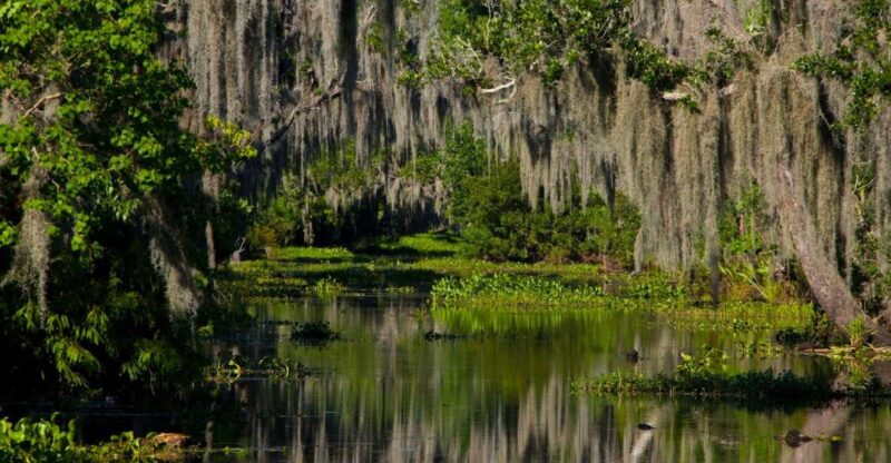 New Orleans: High Speed 16 Passenger Airboat Ride - Experience and Itinerary
