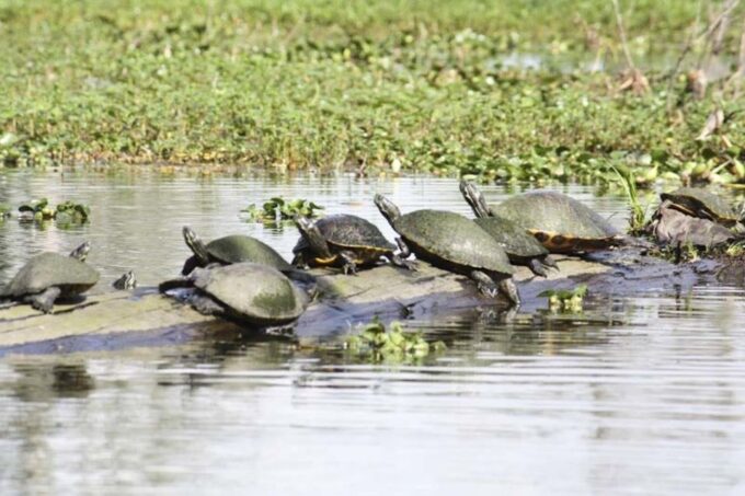 New Orleans: High Speed 16 Passenger Airboat Ride - Frequently Asked Questions