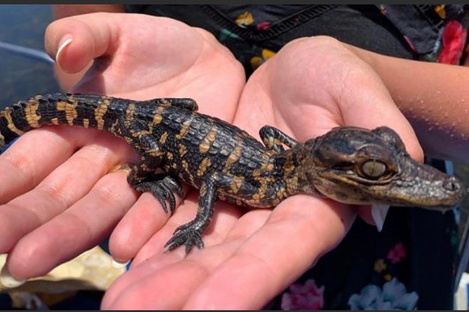 New Orleans Large Airboat Swamp Tour - Seasonal Alligator Sightings