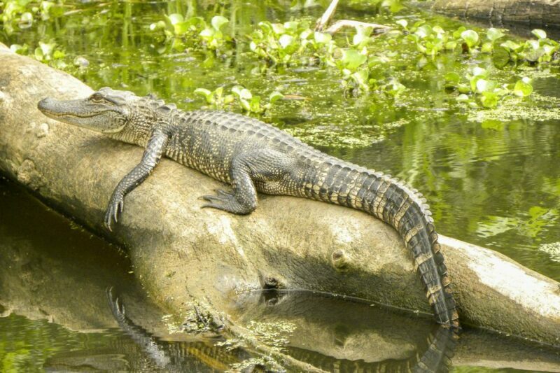 New Orleans Manchac Bayou Swamp Cruise W/ Optional Pick-Up - Exploring the Manchac Bayou Swamp Cruise