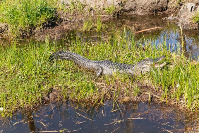 New Orleans: Oak Alley Plantation & Airboat Swamp Combo Tour - Frequently Asked Questions