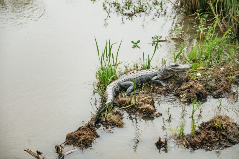 New Orleans: Oak Alley Plantation and Swamp Cruise Day Trip - Activity Highlights
