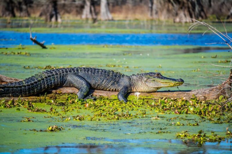 New Orleans: Oak Alley Plantation and Swamp Cruise Day Trip - Pickup and Drop-off Options
