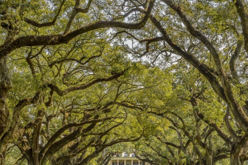 New Orleans: Oak Alley Plantation & Swamp Cruise Day Trip - Key Points