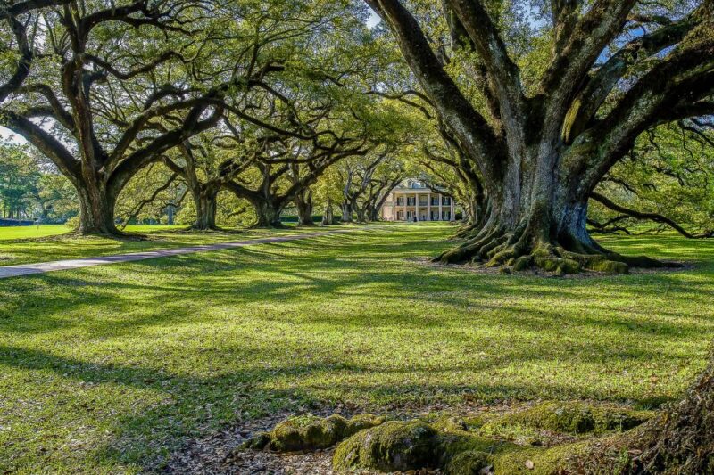 New Orleans: Oak Alley Plantation & Swamp Cruise Day Trip - Highlights and Wildlife