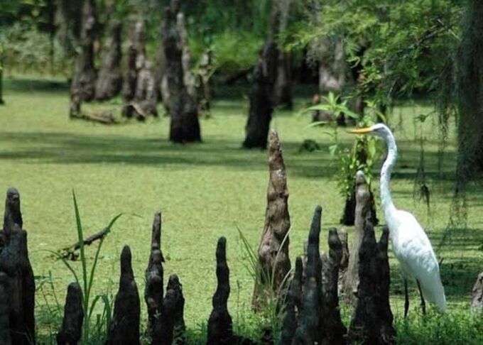 New Orleans: Private Guided City Tour - Luxury Transportation
