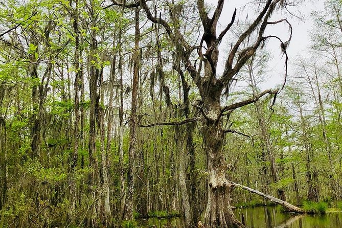 New Orleans Self-Transport Swamp and Bayou Boat Tour - Highlights of the Tour