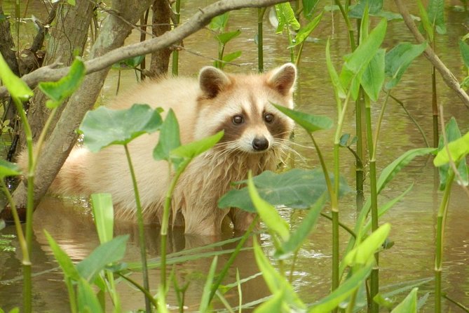 New Orleans Self-Transport Swamp and Bayou Boat Tour - Traveler Reviews and Ratings