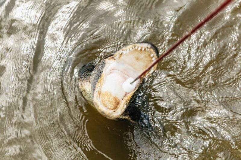 New Orleans: Swamp & Bayou Boat Tour With Transportation - Experience Highlights