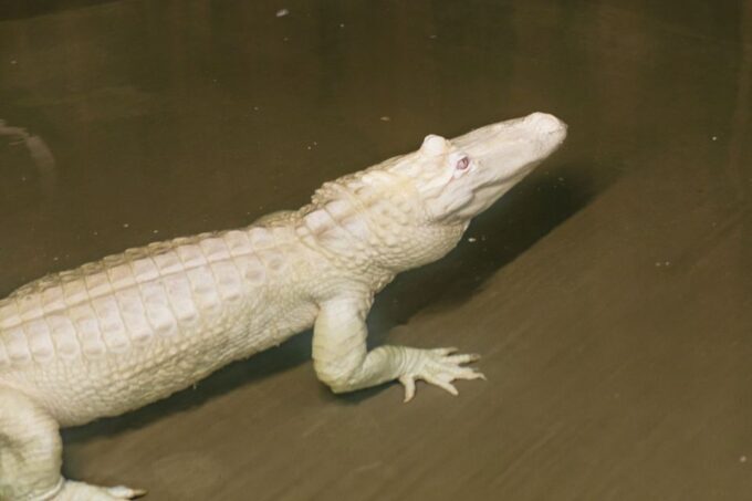 New Orleans: Swamp & Bayou Boat Tour With Transportation - Booking and Cancellation