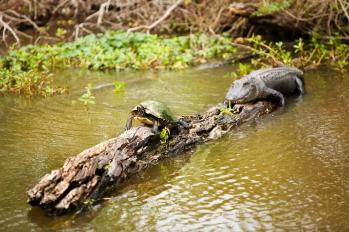 New Orleans: Swamp & Bayou Boat Tour With Transportation - Tour Schedule and Availability