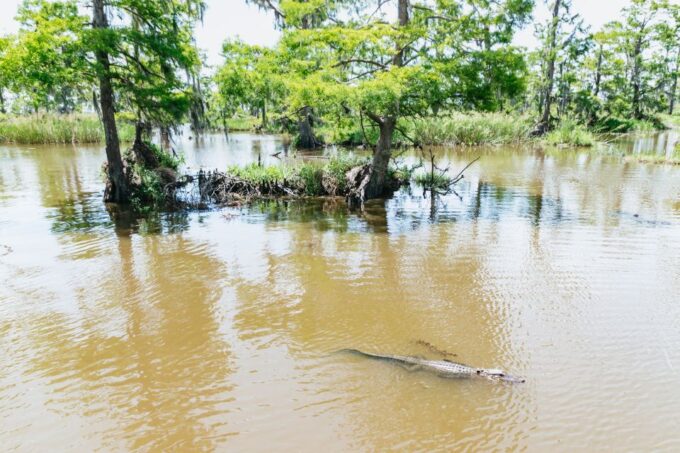 New Orleans: Swamp & Bayou Boat Tour With Transportation - Frequently Asked Questions