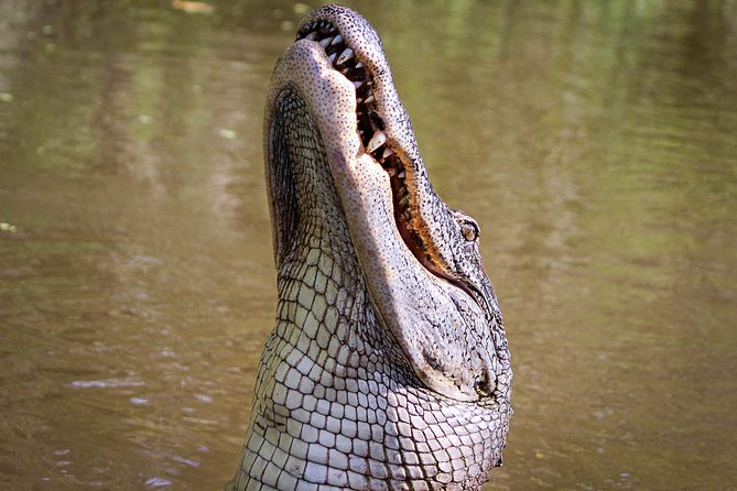 New Orleans Swamp Tour Boat Adventure With Transportation - Additional Information