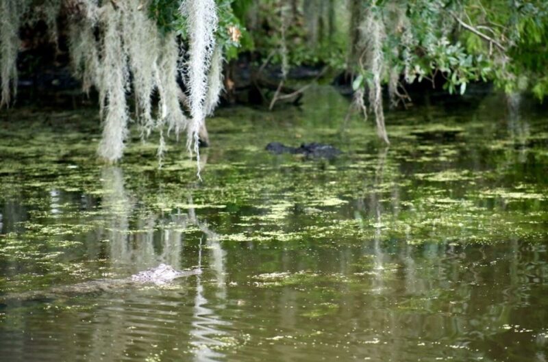New Orleans: Swamp Tour on Covered Pontoon Boat - Experience Highlights