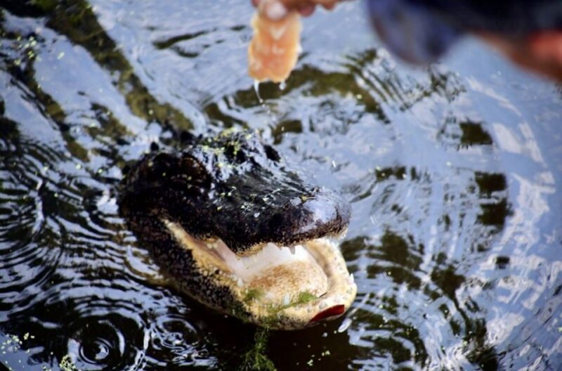 New Orleans: Swamp Tour on Covered Pontoon Boat - Accessibility and Recommendations