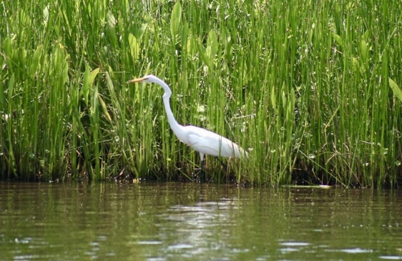 New Orleans: Swamp Tour on Covered Pontoon Boat - Meeting Point and Transportation