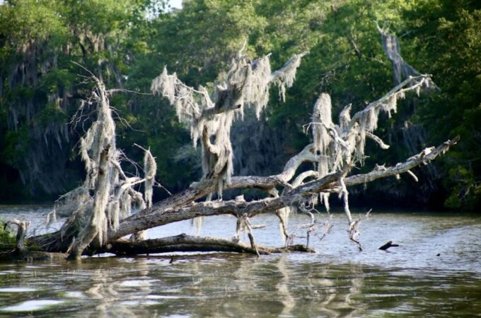 New Orleans: Swamp Tour on Covered Pontoon Boat - Tour Duration