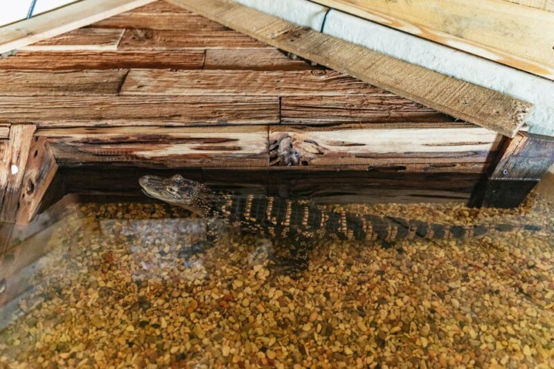 New Orleans: Swamp Zipline Tour - What to Bring and Important Information