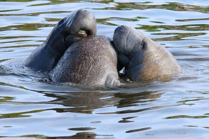 New Smyrna Mangrove Paddle & Mimosa Tour - The Sum Up
