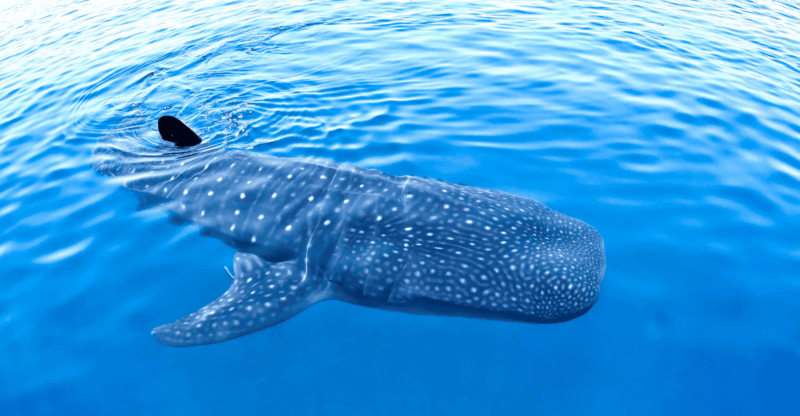 New Whale Shark Encounter Experience in Cancun !! - Key Points