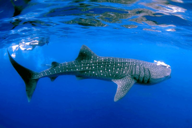 New Whale Shark Encounter Experience in Cancun !! - Booking and Payment