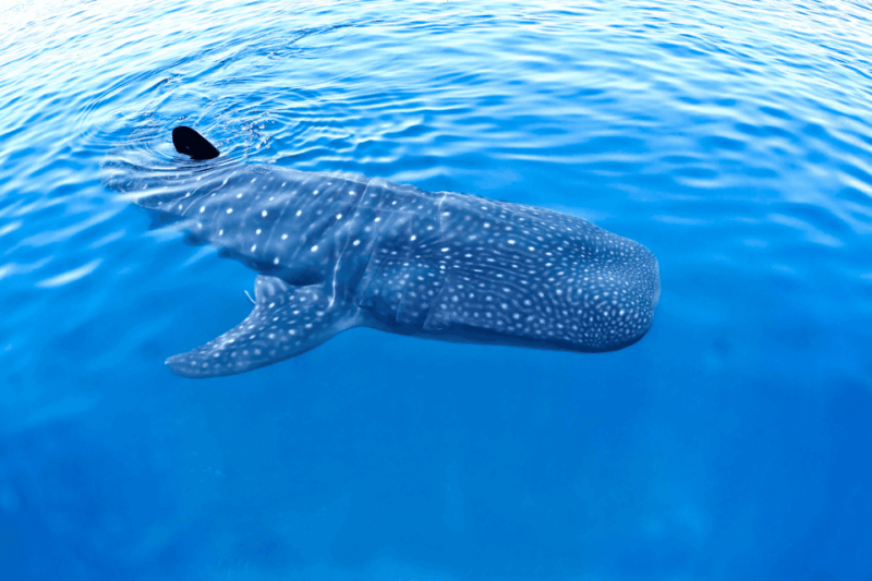 New Whale Shark Encounter Experience in Cancun !! - Transportation and Pickup