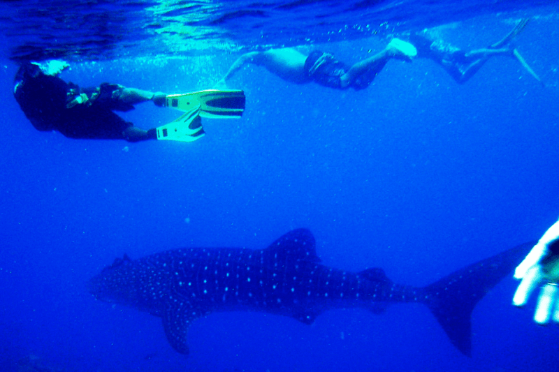 New Whale Shark Encounter Experience in Cancun !! - Whale Shark Encounters