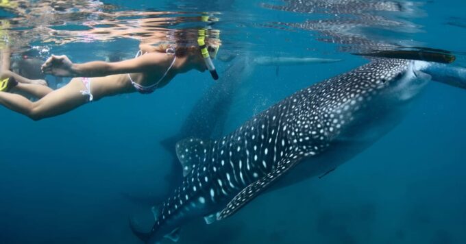 New Whale Shark Encounter Experience in Cancun !! - Playa Norte Relaxation