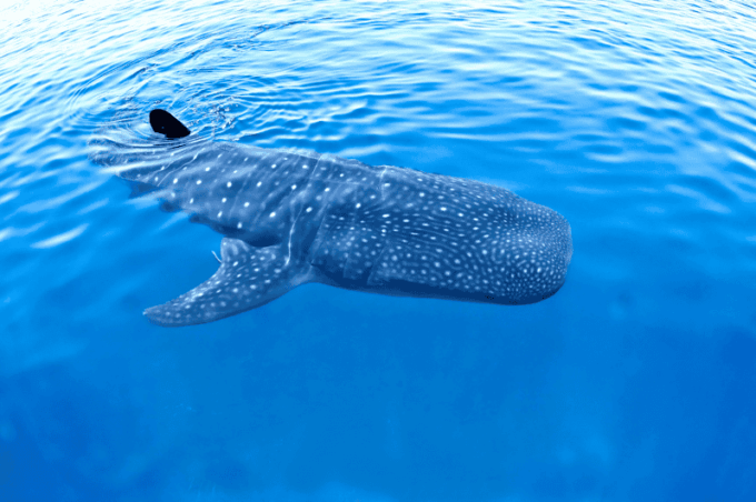 New Whale Shark Encounter Experience in Cancun !! - Frequently Asked Questions