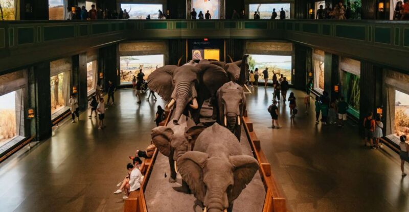 New York City: American Museum of Natural History Ticket - Museum Highlights