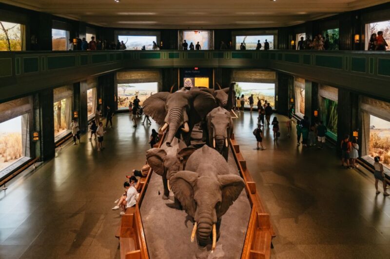 New York City: American Museum of Natural History Ticket - Permanent Exhibits and Collections