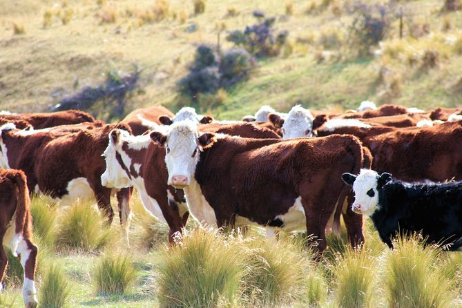 New Zealand Farm & Scenic Day Tour From Christchurch - Additional Information