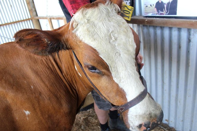 New Zealand Farm & Scenic Day Tour From Christchurch - Reviews