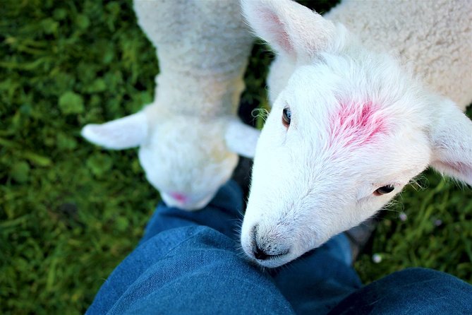 New Zealand Farm & Scenic Day Tour From Christchurch - Farm Visits