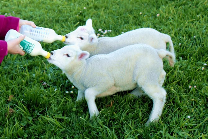 New Zealand Farm & Scenic Day Tour From Christchurch - Luxury Transportation
