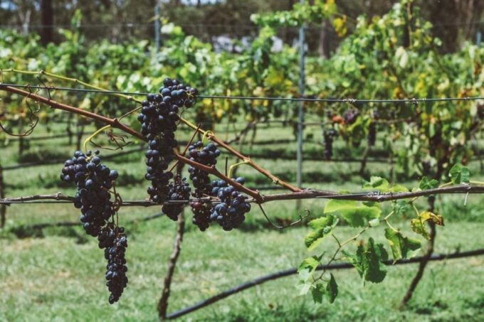 Newcastle: Boutique Hunter Valley Wine Tour - Frequently Asked Questions