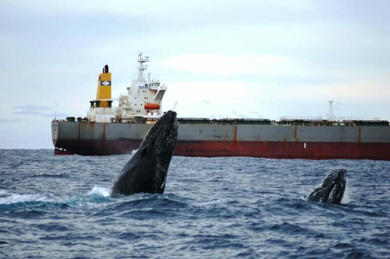 Newcastle: Humpback Whale Watching Cruise and Harbor Tour - Key Points