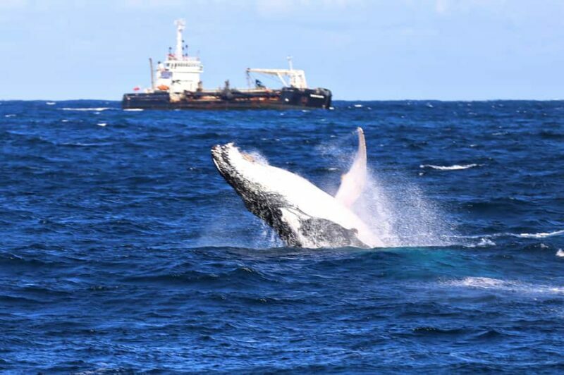 Newcastle: Humpback Whale Watching Cruise and Harbor Tour - The Experience in Detail