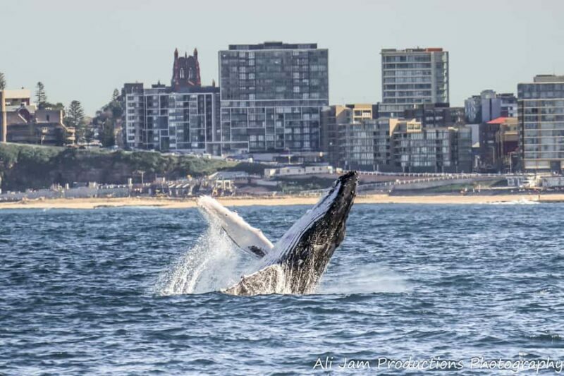 Newcastle: Humpback Whale Watching Cruise and Harbor Tour - Practical Details and Tips
