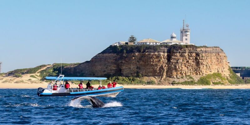 Newcastle: Small Group Humpback Whale Encounter Tour - Experience & Features