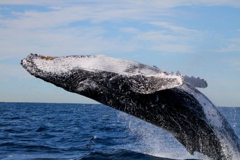 Newcastle: Small Group Humpback Whale Encounter Tour - Wildlife Encounters